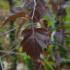 Betula Pendula Purpurea. Purple Leaved Birch Trees for sale online with UK delivery.