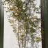 Betula Pendula Silver Birch - Multistemmed Trees 3-3.5 m buy online UK.