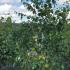 Betula Pendula Silver Birch - Multistemmed Trees 1.5-1.75 m buy online UK.