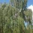 Weeping Silver Birch, Specimen Trees, full standard trees with clear stems.