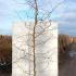 Betula Pendula Spider Alley Birch 1.75-2 m buy online UK.