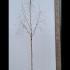 Betula Pendula Tristis Silver Birch 4-4.5 m buy online UK.
