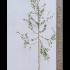 Betula Pendula Tristis Silver Birch 3.5-4 m buy online UK.