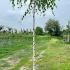 Betula Pendula Youngii Weeping Birch 2.8-3.3 m buy online UK.