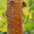 Betula Utilis or Himalayan Birch Copper Bark Birch bark detail