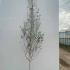 Betula Utilis Jacquemontii Birch - Single Stem 3.5-4 m buy online UK.