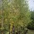 betj 3-3.5 m buy online UK.