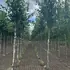 betj 5.5-6 m buy online UK.