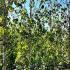 Betula Utilis Jacquemontii Birch - Single Stem 3.5-4 m buy online UK.