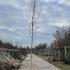 Betula Utilis Jacquemontii Doorenbos Birch 3-3.5 m buy online UK.