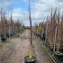 bu 3-3.5 m buy online UK.