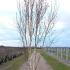 Betula Utilis Jacquemontii Doorenbos Birch 3-3.5 m buy online UK.
