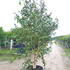 bu 3-3.5 m buy online UK.