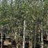Betula Utilis Jacquemontii Doorenbos Birch 3.5-4 m buy online UK.