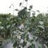 Betula Utilis Jacquemontii Doorenbos Birch 1.5-1.75 m buy online UK.