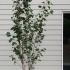 Betula Utilis Jacquemontii Doorenbos Birch 2-2.25 m buy online UK.