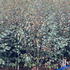 bjsq 2-2.5 m buy online UK.