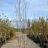 bjsq 2.5-3 m buy online UK.