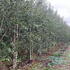 bjsq 3-3.5 m buy online UK.