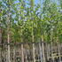 bjsq 3-3.5 m buy online UK.