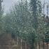 Betula Utilis Jacquemontii Snow Queen 3-3.5 m buy online UK.