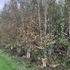 bjsq 3.5-4.5 m buy online UK.