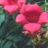 Bignonia Campsis Radicans, flowering trumpet vine with large red flowers - very attractive and summer flowering, buy online with UK delivery