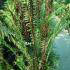 Blechnum Spicant also known as the Deer Fern is for sale at Paramount Plants fern nursery, UK and online. 