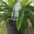 Blechnum Spicant 30-40 cm buy online UK.