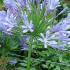 Agapanthus Blue Flowering, buy online for UK delivery