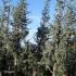 Blue Atlas Cedar Trees or Cedrus Atlantica Glauca