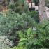 Andromeda or Bog Rosemary plants for sale online UK
