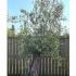 Olea Europaea Olive Bonsai trees, mature trees many years old - UK delivery.