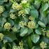 Hedera Helix Arborescens flowering Ivy, loved by pollinators