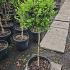 Box Topiary Tree - Buxus Quarter Standard  75-80 cm buy online UK.