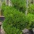Boxwood Topiary Spiral or Buxus Spiral or Box Spiral 1.25-1.5 m buy online UK.