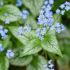 Brunnera Macrophylla Siberian Bugloss Flowering Perennial