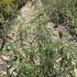 Buddleia Black Knight 1.25-1.5 m buy online UK.