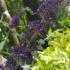 Buddleia Blue Chip, low-growing, dwarf Buddleia shrub buy online, UK delivery.