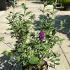 Buddleia Blue Chip  40-60 cm buy online UK.
