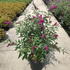 bdmr 80-100 cm buy online UK.