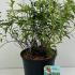 Buddleia Davidii Royal Red 40-50 cm buy online UK.