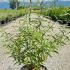 Buddleia Davidii Royal Red 60-80 cm buy online UK.