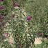 Buddleia Davidii Royal Red 1.25-1.5 m buy online UK.