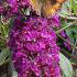 Buddleia Davidii Royal Red flowering, the butterfly bush, buy online UK delivery
