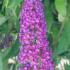 Buddleja Miss Violet Butterfly Bush a more compact variety of Buddleia, with vibrant violet coloured flowers that attract butterflies and other pollinators.