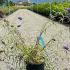 Buddleia Nanho Blue 60-80 cm buy online UK.