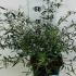 Buddleia Nanho Blue 40-50 cm buy online UK.