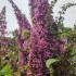 Buddleia Pink Delight, Butterfly Bush, big range of flowering shrubs for sale online, UK nationwide delivery.