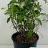Buddleia Pink Delight 40-50 cm buy online UK.